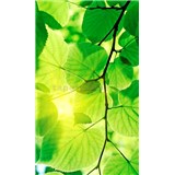 Vliesové fototapety zelené listy rozmer 150 cm x 250 cm