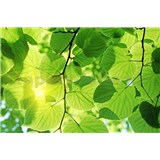 Vliesové fototapety zelené listia rozmer 375 cm x 250 cm