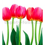 Vliesové fototapety tulipány rozmer 225 cm x 250 cm