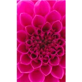 Vliesové fototapety ružové dahli rozmer 150 cm x 250 cm