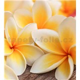 Vliesové fototapety plumeria rozmer 225 cm x 250 cm