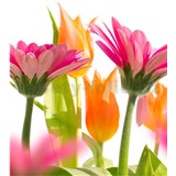 Vliesové fototapety jarné kvety rozmer 225 cm x 250 cm
