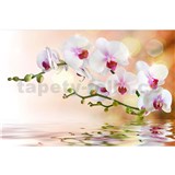 Vliesové fototapety biela orchidea rozmer 375 cm x 250 cm¨