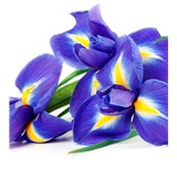 Vliesové fototapety iris rozmer 225 cm x 250 cm