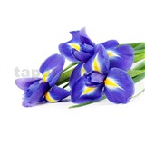 Vliesové fototapety iris rozmer 375 cm x 250 cm