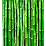 Vliesové fototapety bambus rozmer 225 cm x 250 cm