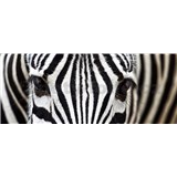 Vliesové fototapety zebra rozmer 375 cm x 150 cm