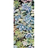 Vliesové fototapety sukulenty rozmer 91 cm x 211 cm