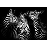 Vliesové fototapety zebry rozmer 368 cm x 254 cm