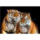 Vliesové fototapety tigre, rozmer 312 x 219 cm - POSLEDNÝ KUS