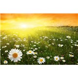 Vliesové fototapety kvetinové pole pri západe slnka rozmer 375 cm x 250 cm