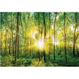 Vliesové fototapety slnečný svit v lese rozmer 368 cm x 254 cm
