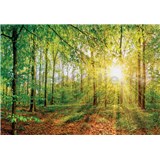Vliesové fototapety lúče slnka v lese rozmer 368 cm x 254 cm