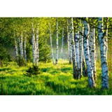 Vliesové fototapety brezový les rozmer 368 cm x 254 cm
