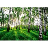 Vliesové fototapety slnečný brezový les rozmer 368 cm x 254 cm
