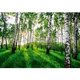 Vliesové fototapety brezový les rozmer 368 cm x 254 cm
