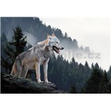 Vliesové fototapety vlk rozmer 368 cm x 254 cm