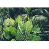 Vliesové fototapety tropické rastliny rozmer 368 cm x 254 cm