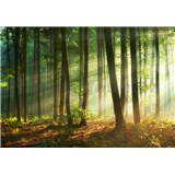 Vliesové fototapety svitanie v lese rozmer 368 cm x 254 cm