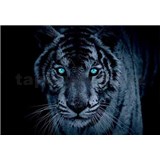 Vliesové fototapety leopard tyrkysové oči, rozmer 312 x 219 cm