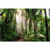 Vliesové fototapety cesta v džungli rozmer 375 cm x 250 cm