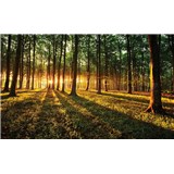 Fototapety les a západ slunce, rozmer 368 cm x 254 cm