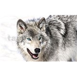 Vliesové fototapety vlk s modrými očami rozmer 312 cm x 219 cm
