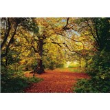 Fototapeta Autumn Forest, rozmer 388 x 270 cm