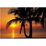 Fototapeta Palmy Beach Sunrise, rozmer 368 x 254 cm