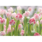 Fototapeta ružové tulipány, rozmer 368 x 254 cm - POSLEDNÉ KUSY