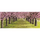 Vliesové fototapety spring, rozmer 250 x 104 cm