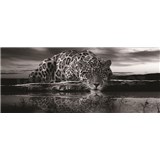 Vliesové fototapety jaguár čiernobiely, rozmer 250 x 104 cm