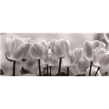 Vliesové fototapety tulipány, rozmer 250 x 104 cm
