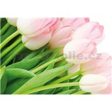 Vliesové fototapety ružové tulipány, rozmer 312 x 219 cm