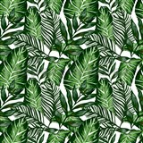 Samolepiace tapety tropical listy - 67,5 cm x 15 m