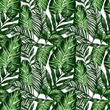 Samolepiace tapety tropical listy - 67,5 cm x 2 m (cena za kus)