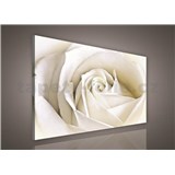 Obraz na stenu biela ruža 75 x 100 cm