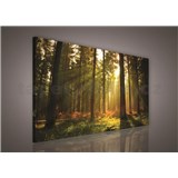 Obraz na stenu les s východom slnka 100 x 75 cm
