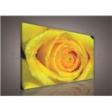 Obraz na stenu žltá ruža 75 x 100 cm