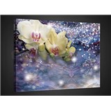 Obraz na plátně orchidej 75 x 100 cm