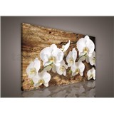 Obraz na stenu biela orchidea na dreve 75 x 100 cm