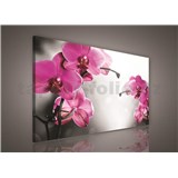 Obraz na stenu orchidea ružová 75 x 100 cm