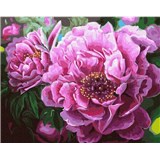 Maľovanie podľa čísel pivonky rozmer 40 x 50 cm