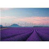 Fototapety Provence Francie rozmer 368 x 254 cm - POSLEDNÉ KUSY