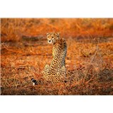 Fototapety leopard rozmer 368 x 254 cm - POSLEDNÉ KUSY